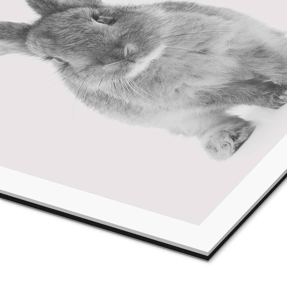 Posterlounge Wandbild Kuscheliger Hase, Animal Kids Collection, erhältlich als Poster, Leinwandbild, Wandsticker oder Acrylglasbild