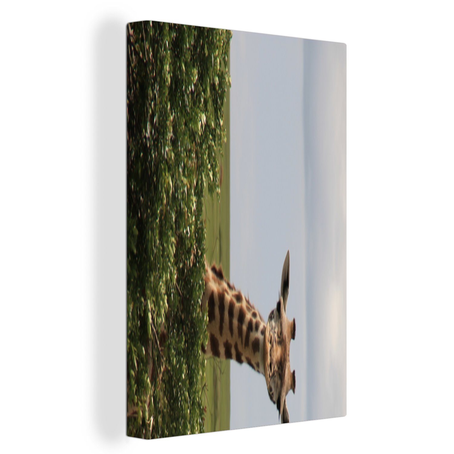 OneMillionCanvasses® Leinwandbild Eine Giraffe wird auf einer Safari gesichtet, (1 St), Leinwandbild fertig bespannt inkl. Zackenaufhänger, Gemälde, 20x30 cm | Leinwandbilder