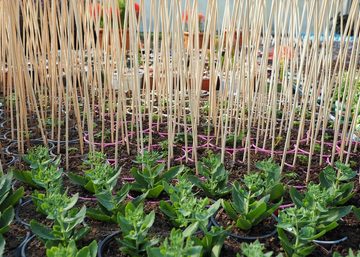 BigDean Rankhilfe 100x Bambus Pflanzstäbe Tomatenstangen Rankstäbe 90 cm Pflanzenstäb, 100 St.