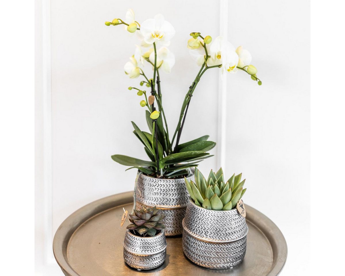 Thumbnail - Exotenherz Zimmerpflanze Set mit weißer Phalaenopsis Orchidee Amabilis 9cm+Crassula Ovata 6cm