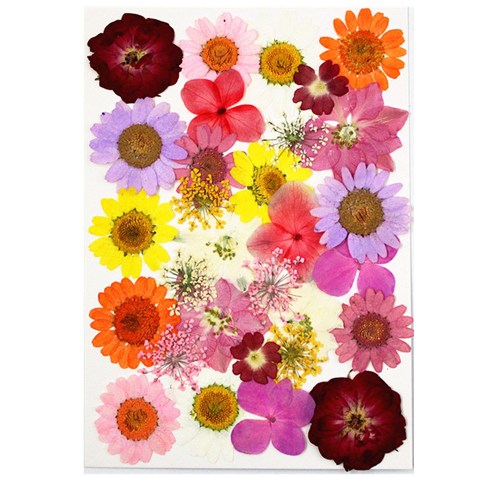 Trockenblume DIY Trockenblumen-Material-Set, Modische Gepresste Blumen, Pflanzen, Blusmart, Trockenblume colorfulQ
