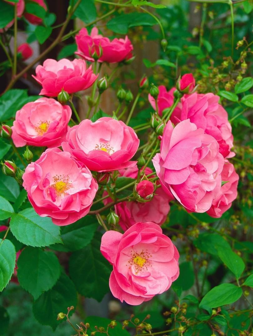 Pflanzen für Dich Rose Rosa Angela