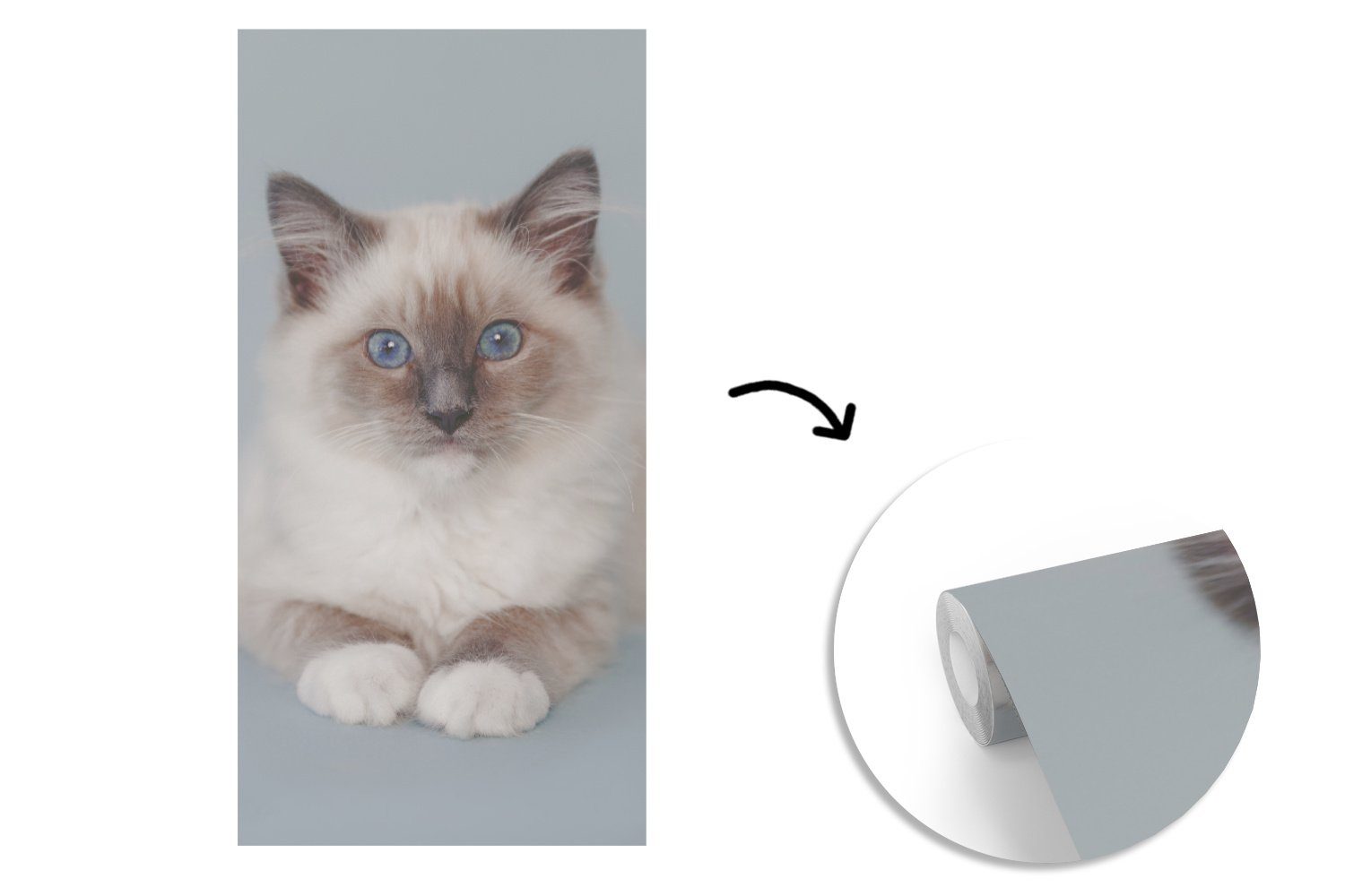 Katze - - Blau Matt, Vliestapete Wohnzimmer - Schlafzimmer Mädchen Fototapete Küche, Kind, Ragdoll - St), Fototapete - Kinder MuchoWow (2 für bedruckt, Jungen Katze -