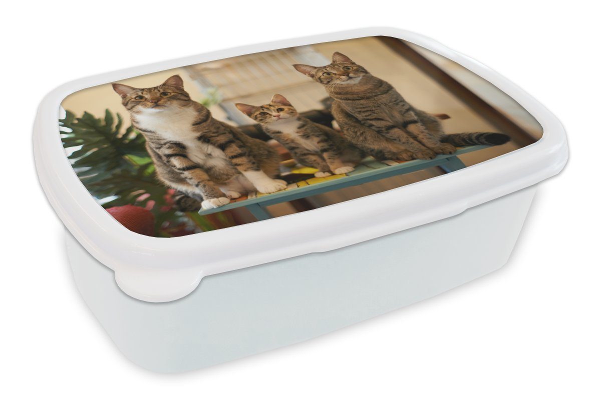 MuchoWow Lunchbox Drei Katzen auf kleinem Tisch, Kunststoff, (2-tlg), Brotbox für Kinder und Erwachsene, Brotdose, für Jungs und Mädchen weiß