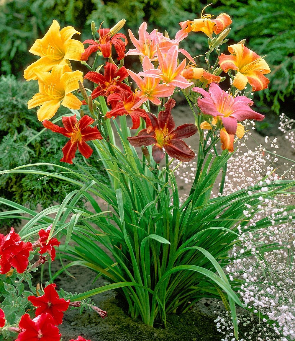 BALDUR Garten Blumenzwiebeln Hemerocallis-Mix 'Farben des Sommers', Hemerocallis-mischung, reichblühend, lange Blütezeit