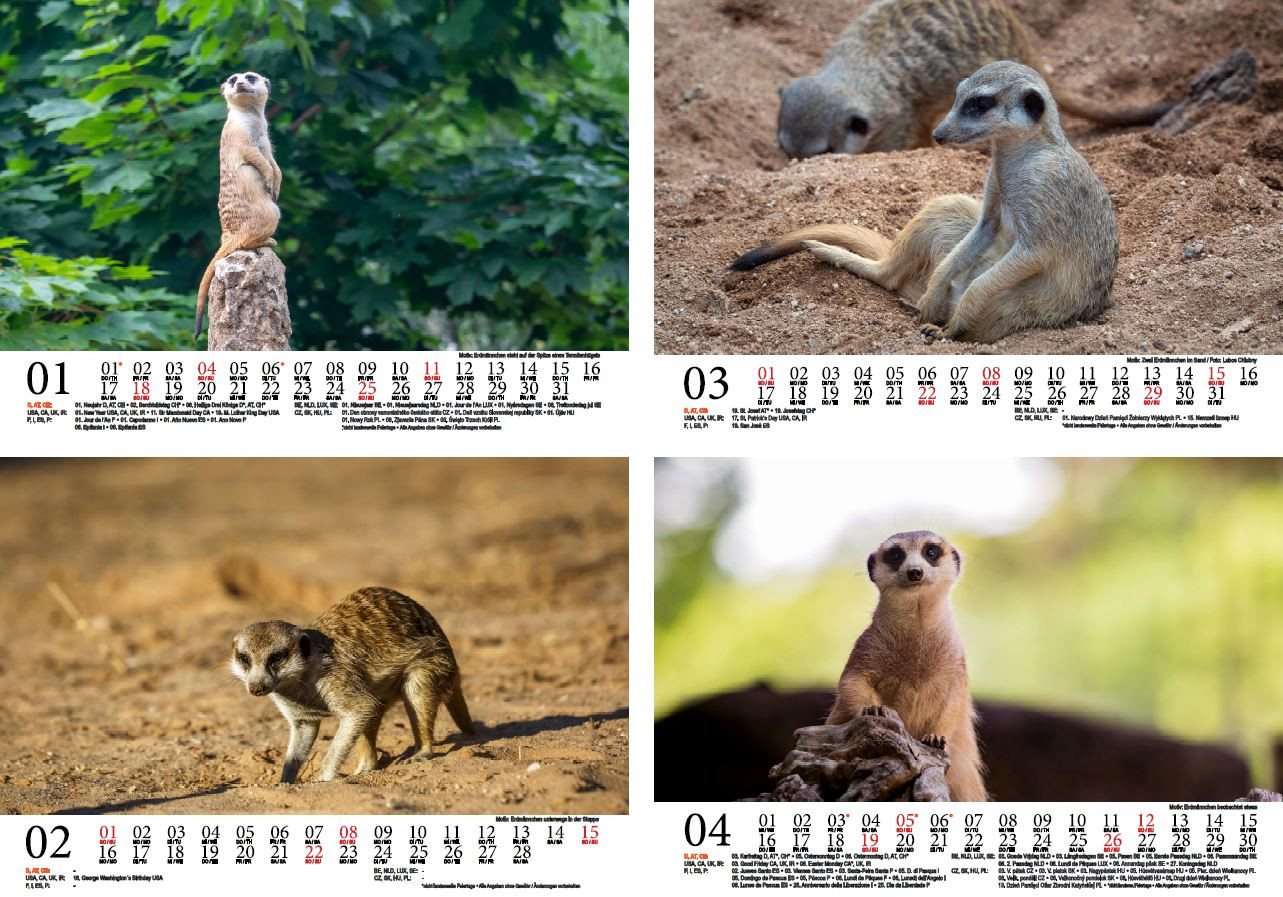 Thumbnail - Seelenzauber Wandkalender Erdmännchenzauber DIN A5 Kalender für 2026 Erdmännchen