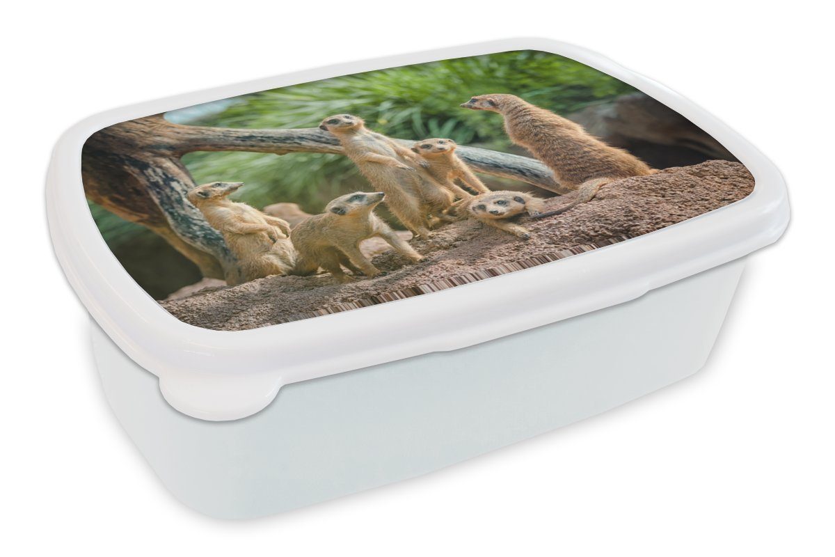 MuchoWow Lunchbox Erdmännchen - Familie - Tiere, Kunststoff, (2-tlg), Brotbox für Kinder und Erwachsene, Brotdose, für Jungs und Mädchen weiß