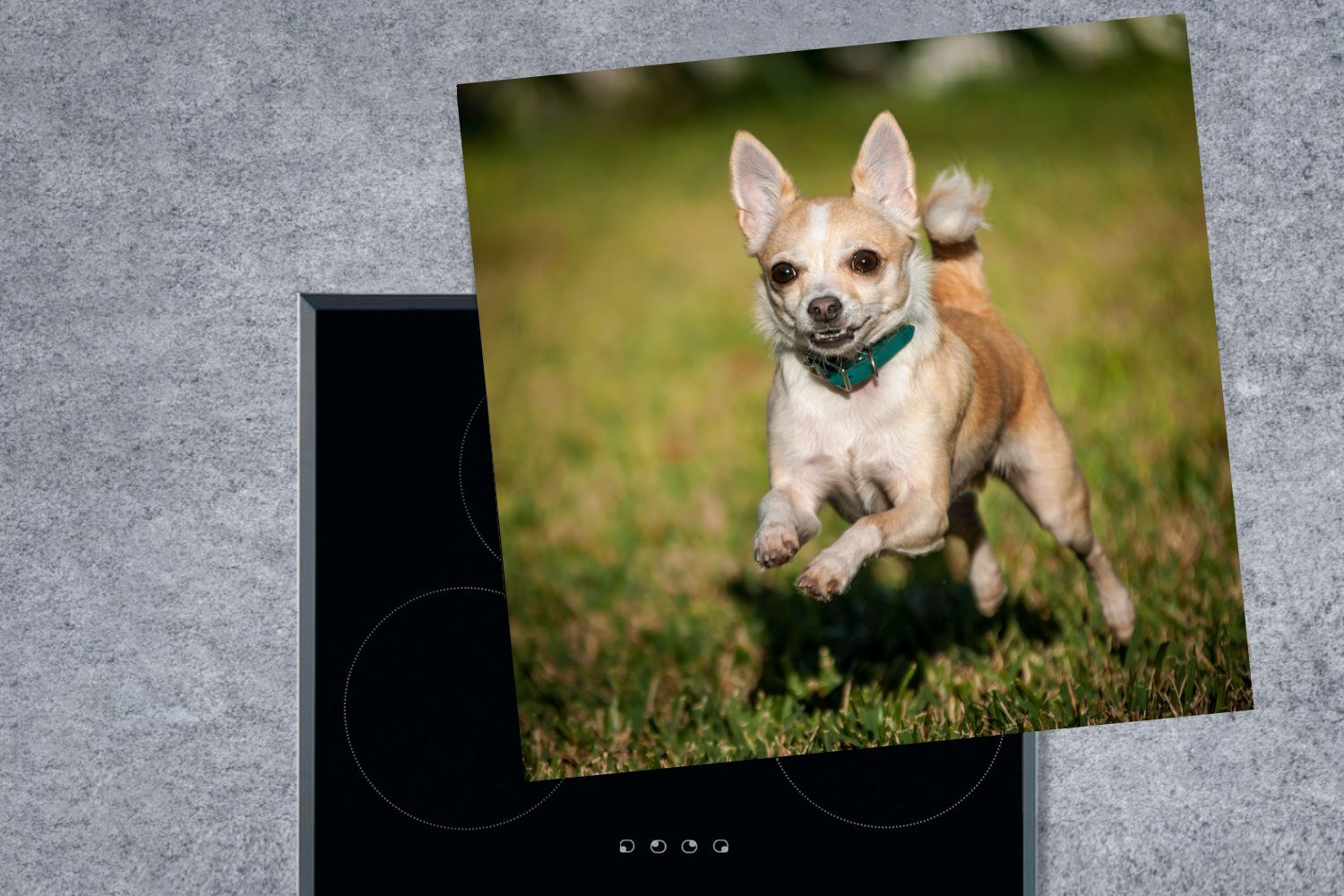 tlg), Gras, Ein Arbeitsplatte Ceranfeldabdeckung, Chihuahua Vinyl, (1 Herdblende-/Abdeckplatte cm, hüpft das durch MuchoWow küche für lächelnder 78x78