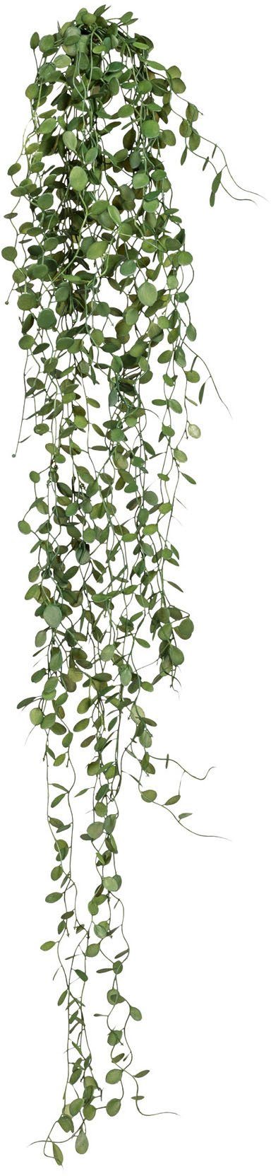 Kunstranke Mühlenbeckia-Hänger Mühlenbeckia, Creativ green, Höhe günstig online kaufen