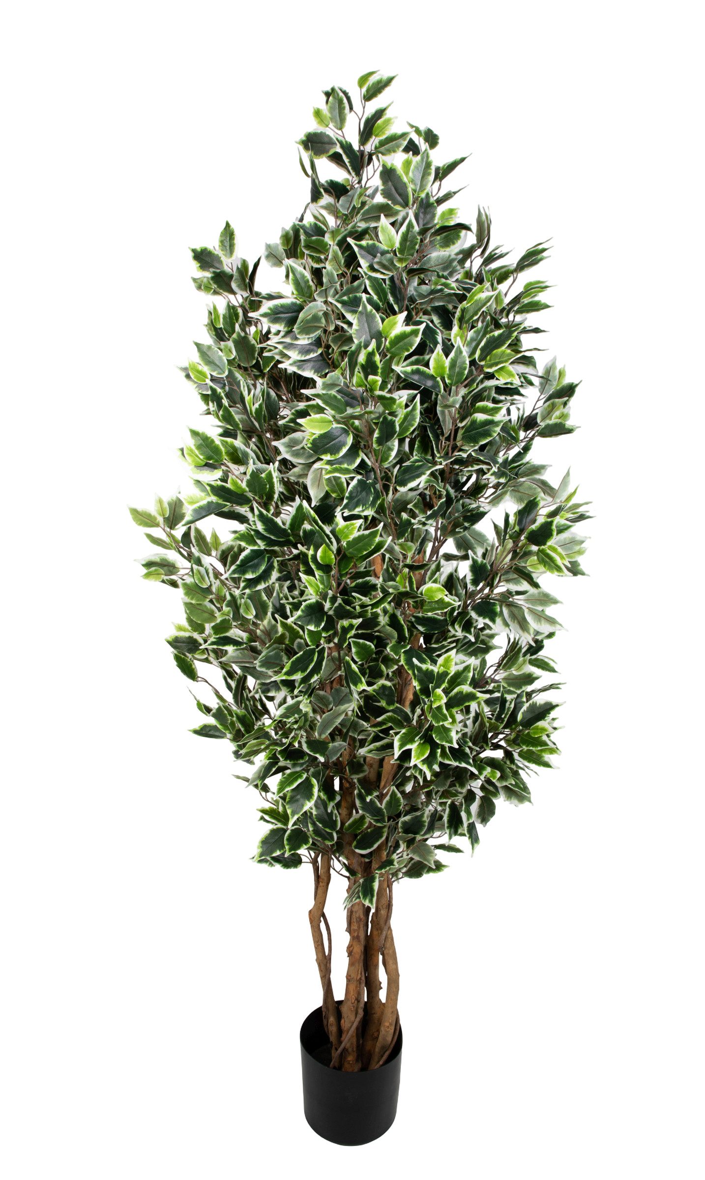 Kunstbaum Ficus Nitida 180cm grün LA Kunstbaum Dekobaum künstlicher Baum, Seidenblumen Roß, Höhe 180 cm, Grün