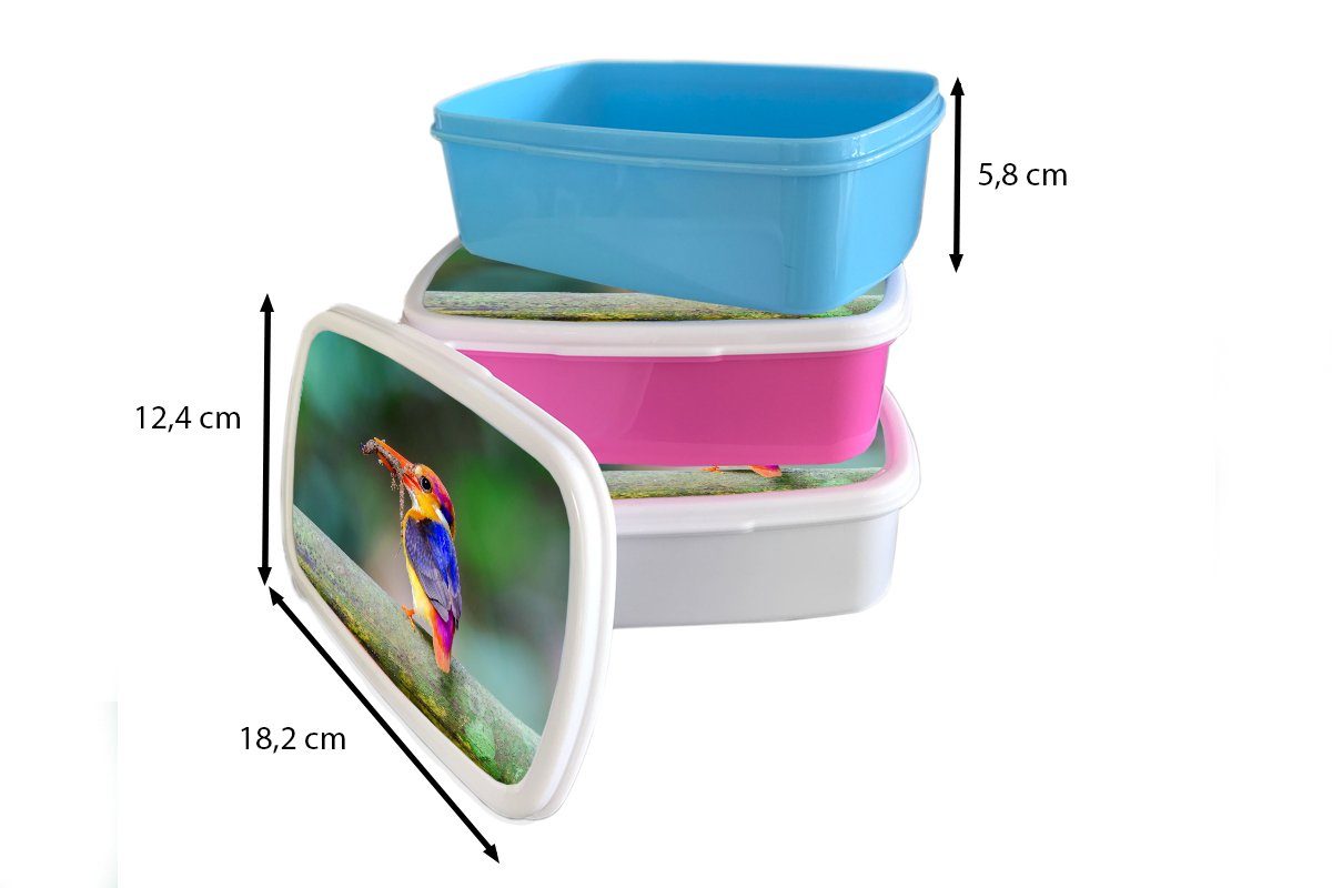Kunststoff, Lunchbox und MuchoWow Mädchen Zweig, - Salamander Erwachsene, Eisvogel und - Brotdose, Kinder für weiß (2-tlg), Brotbox für Jungs