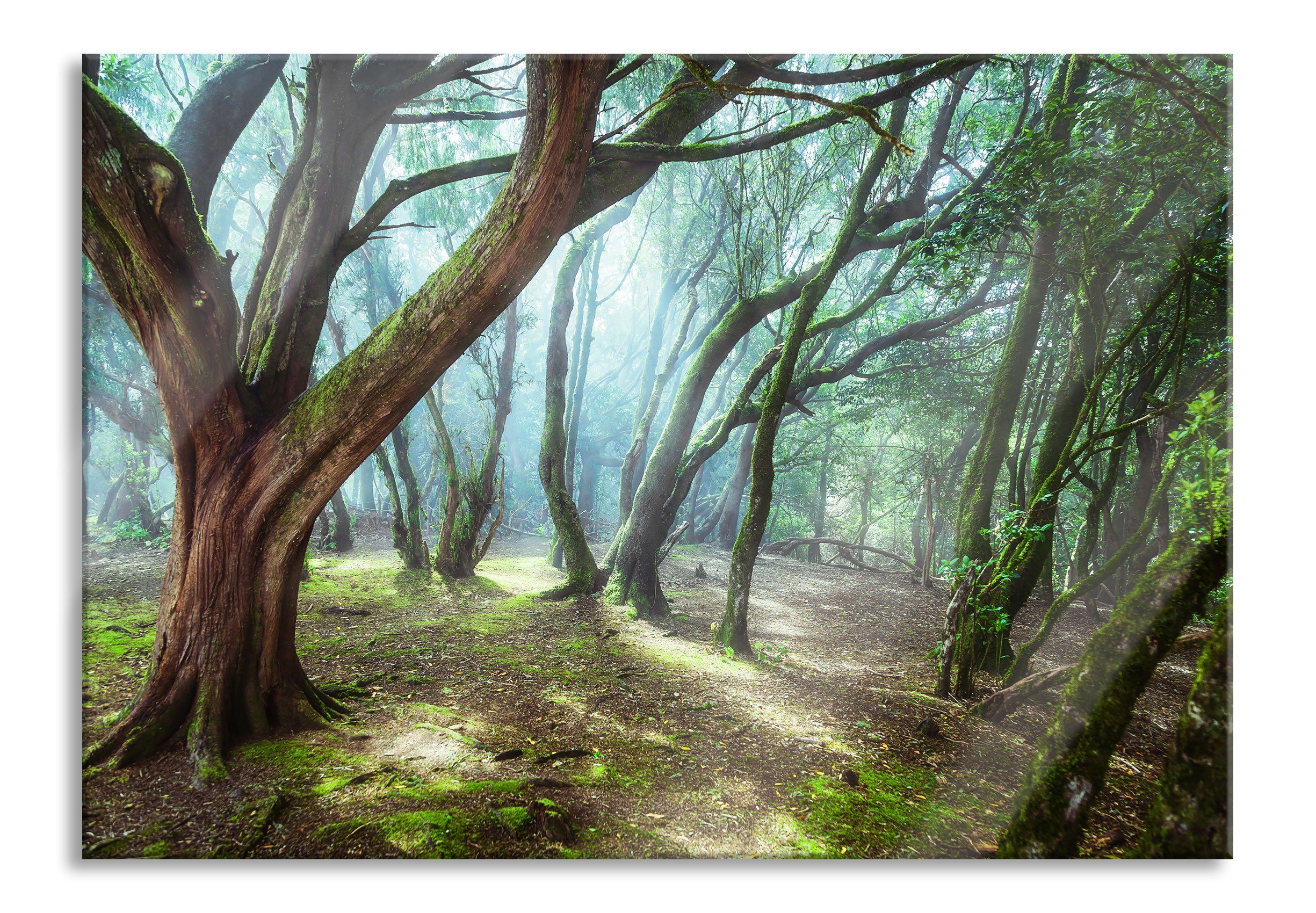 Glasbild Wald