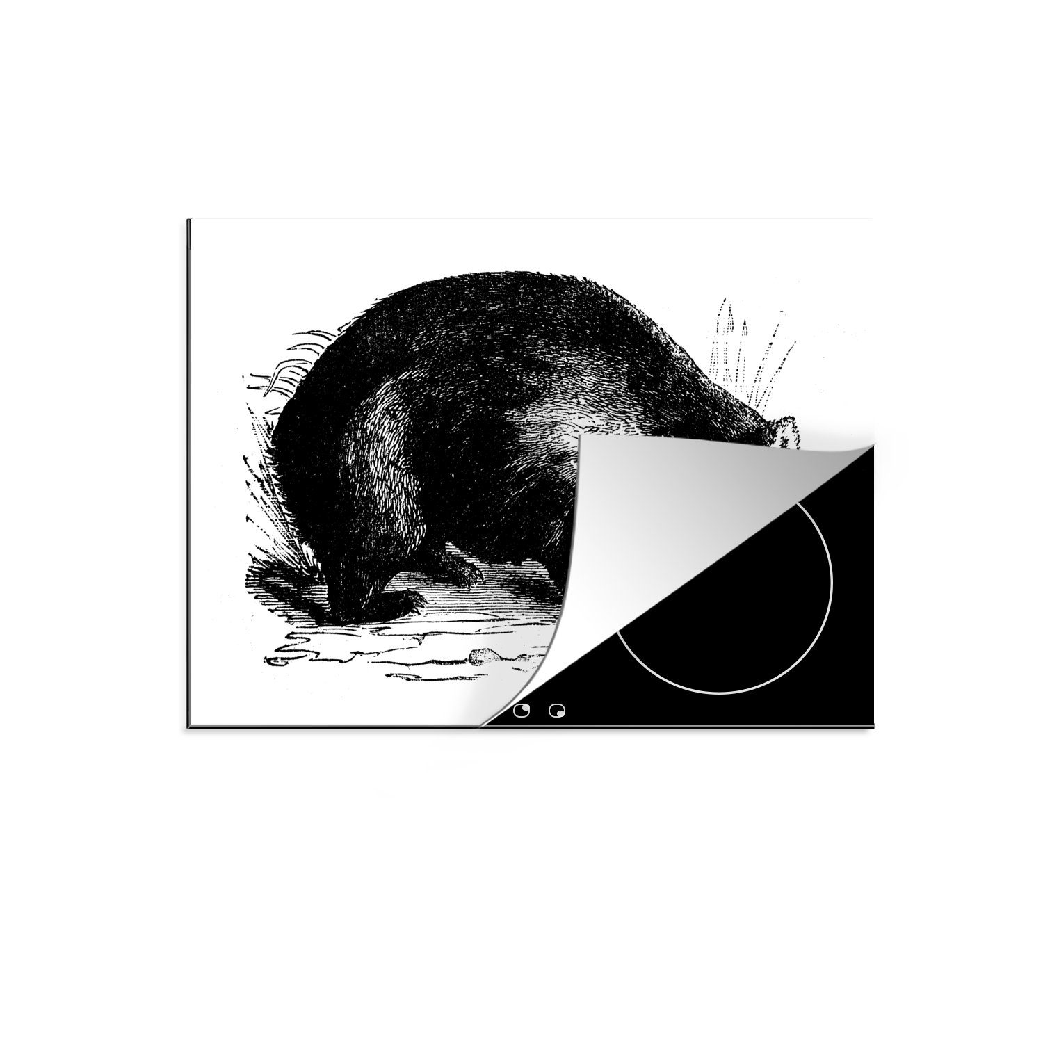 MuchoWow Herdblende-/Abdeckplatte Eine cm, Mobile Illustration eines 70x52 tlg), schwarz-weiße nutzbar, Wombats, (1 Arbeitsfläche Ceranfeldabdeckung Vinyl