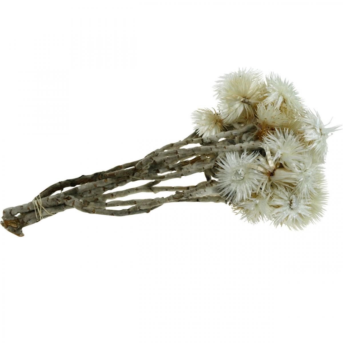 Trockenblume Trockenblumen Capblumen naturweiß Strohblumen Bouquet, Viana, Höhe 33 cm