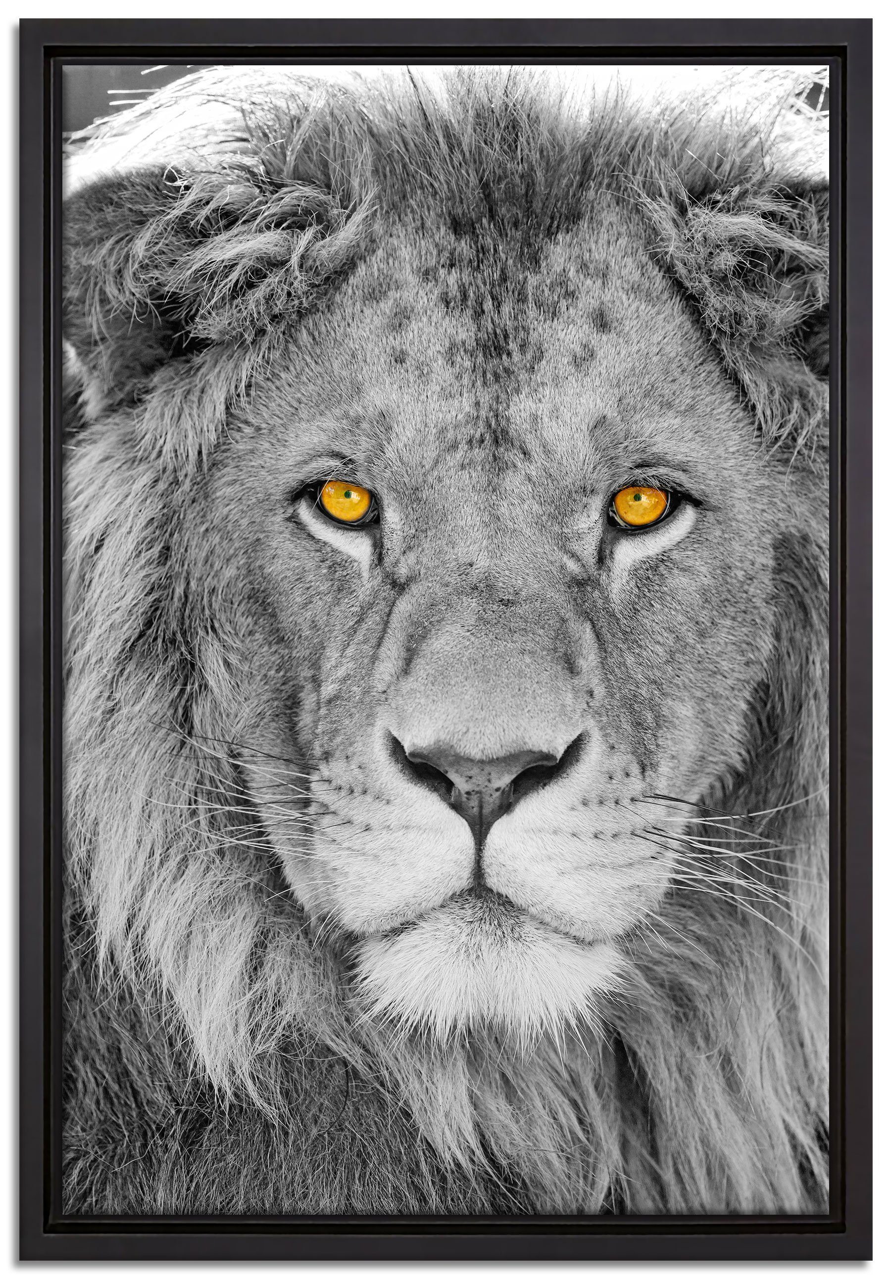 Löwe, inkl. in einem (1 Wanddekoration Pixxprint Leinwandbild bespannt, bildschöner St), gefasst, Leinwandbild Zackenaufhänger Schattenfugen-Bilderrahmen fertig