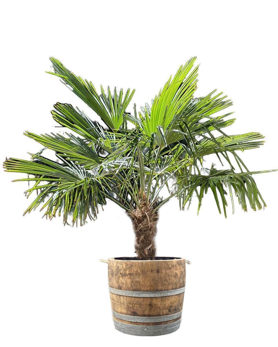 Temesso Pflanzkübel Große Palme im Weinfass niedriges Weinfass mit