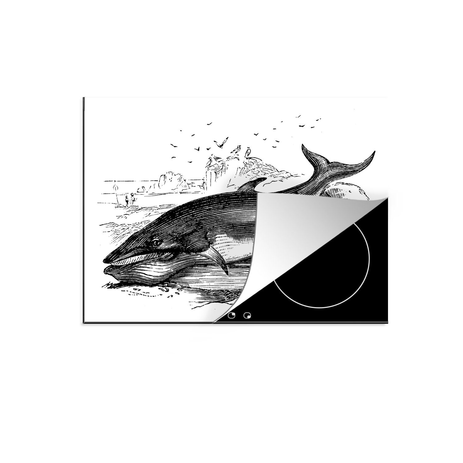 tlg), Blauwals, 70x52 (1 des Illustration Herdblende-/Abdeckplatte antike Mobile Eine Arbeitsfläche cm, nutzbar, Ceranfeldabdeckung MuchoWow Vinyl,