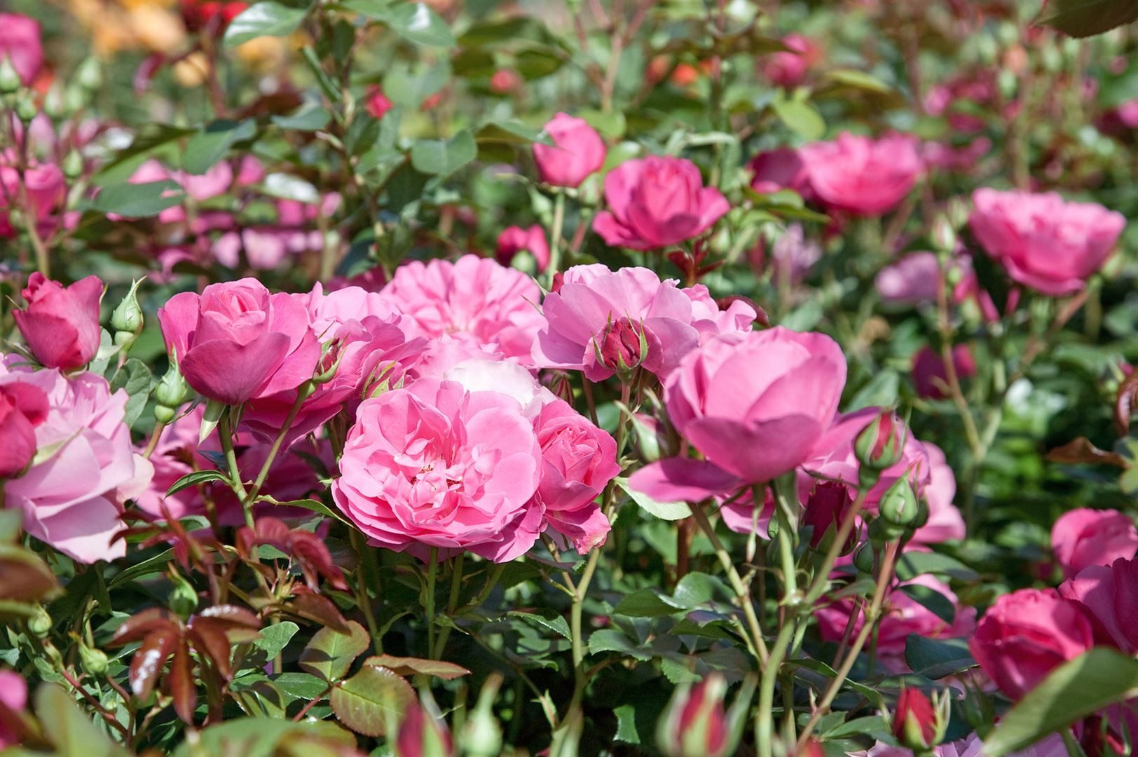 Pflanzen für Dich Rose Rosa Play Rose