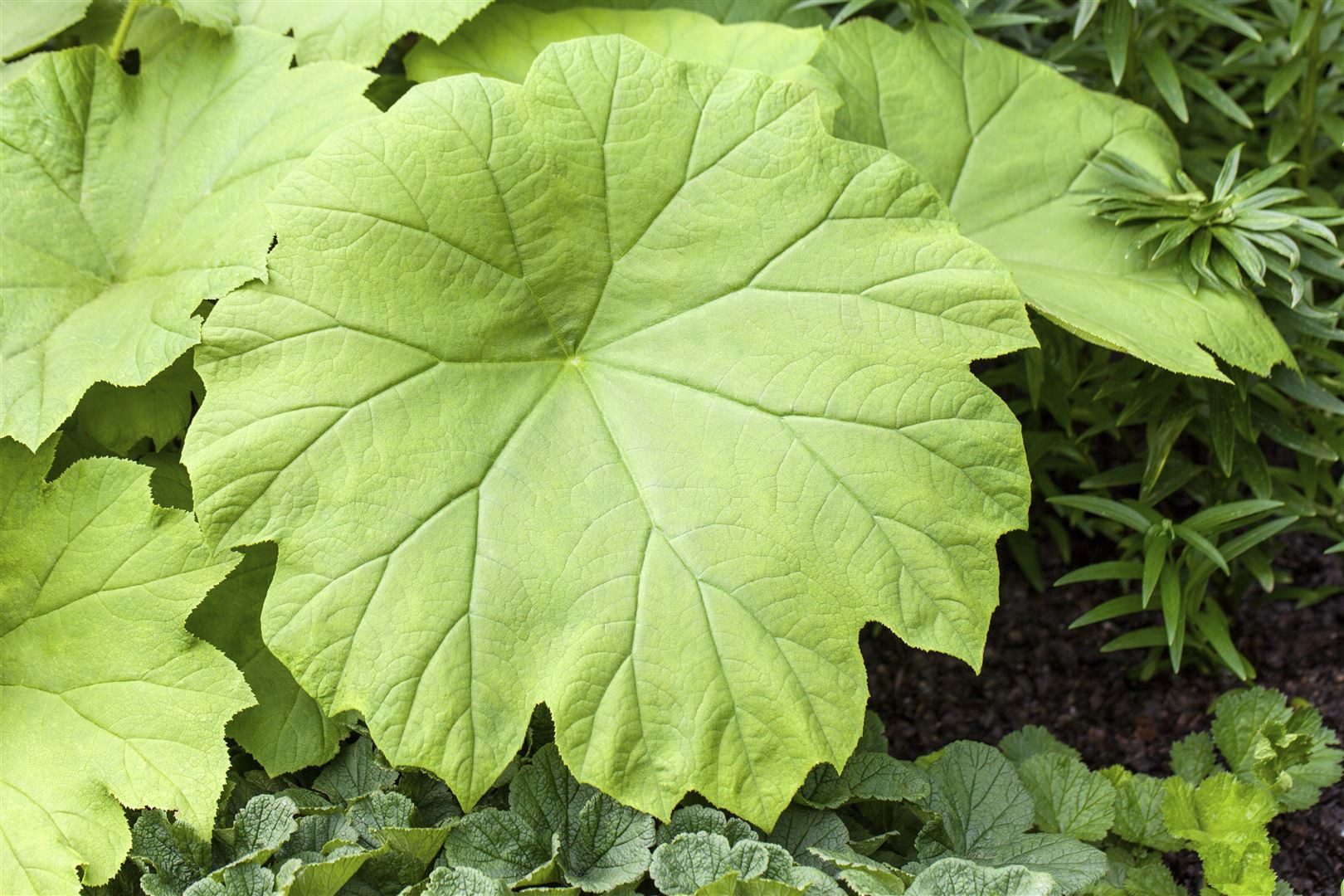 Pflanzen für Dich Staude Astilboides tabularis, 1 St., Tafelblatt, Tafelblatt-Astilbe