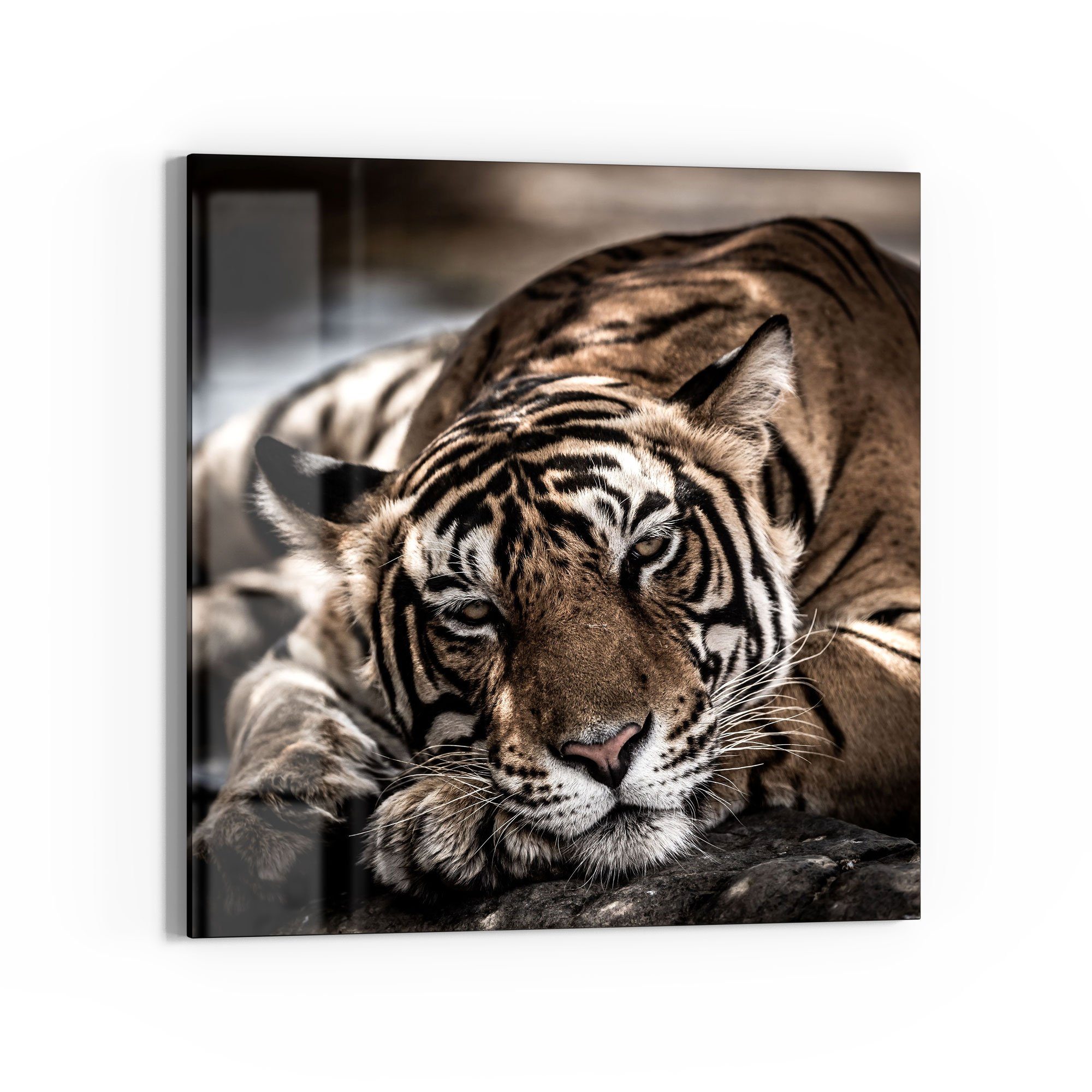 DEQORI modern Tiger\', Tiger\', Glas \'Ruhender Wandbild \'Ruhender Bengal Glasbild schwebend Bengal Bild