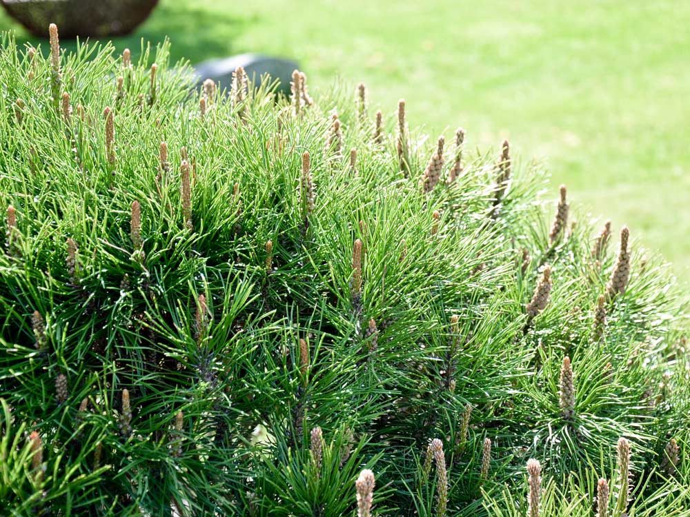 Garten von Ehren Konifere Pinus mugo pumilio Containerware 40-50 cm breit