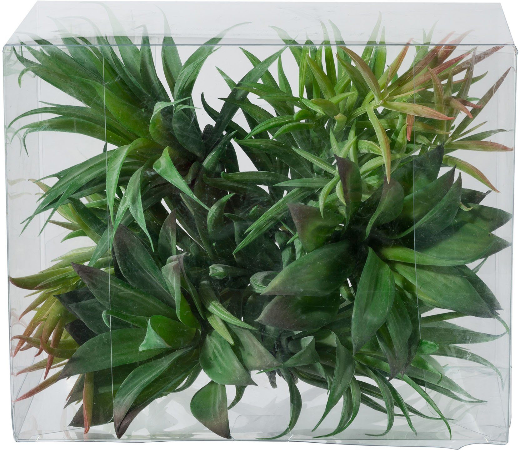 Kunstpflanze Sukkulenten Sukkulente, Creativ green, Höhe 17 cm, 6er Set