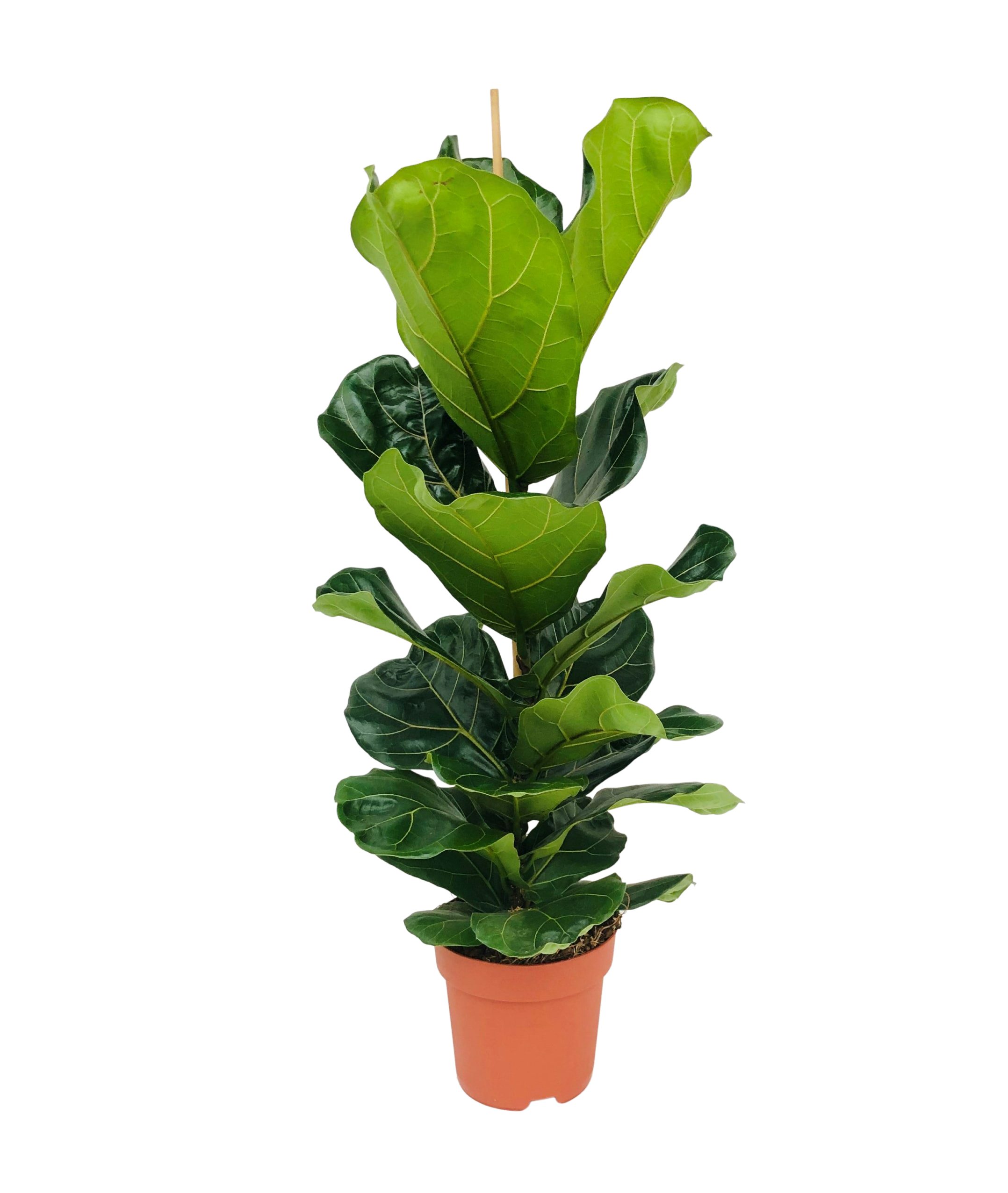 Bloomique Zimmerpflanze Bloomique - Ficus Lyrata - Geigenfeige - Zimmerpflanzen Groß - Pflegel, 1 St.