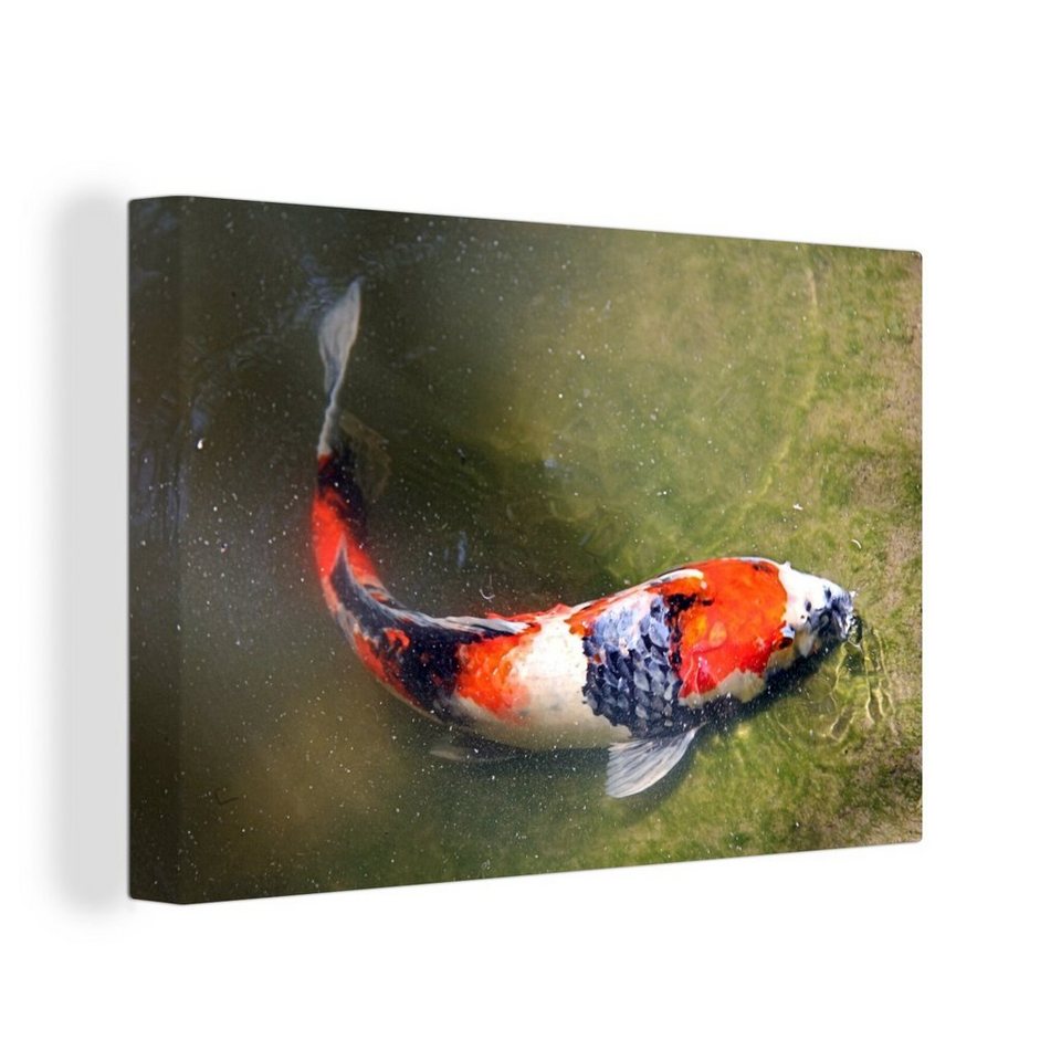 OneMillionCanvasses® Leinwandbild Ein Koi-Karpfen auf dem Grund eines  Teiches, (1 St), Wandbild Leinwandbilder, Aufhängefertig, Wanddeko, 30x20 cm