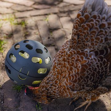 Beeztees Hühnerstall Hühner Snackball