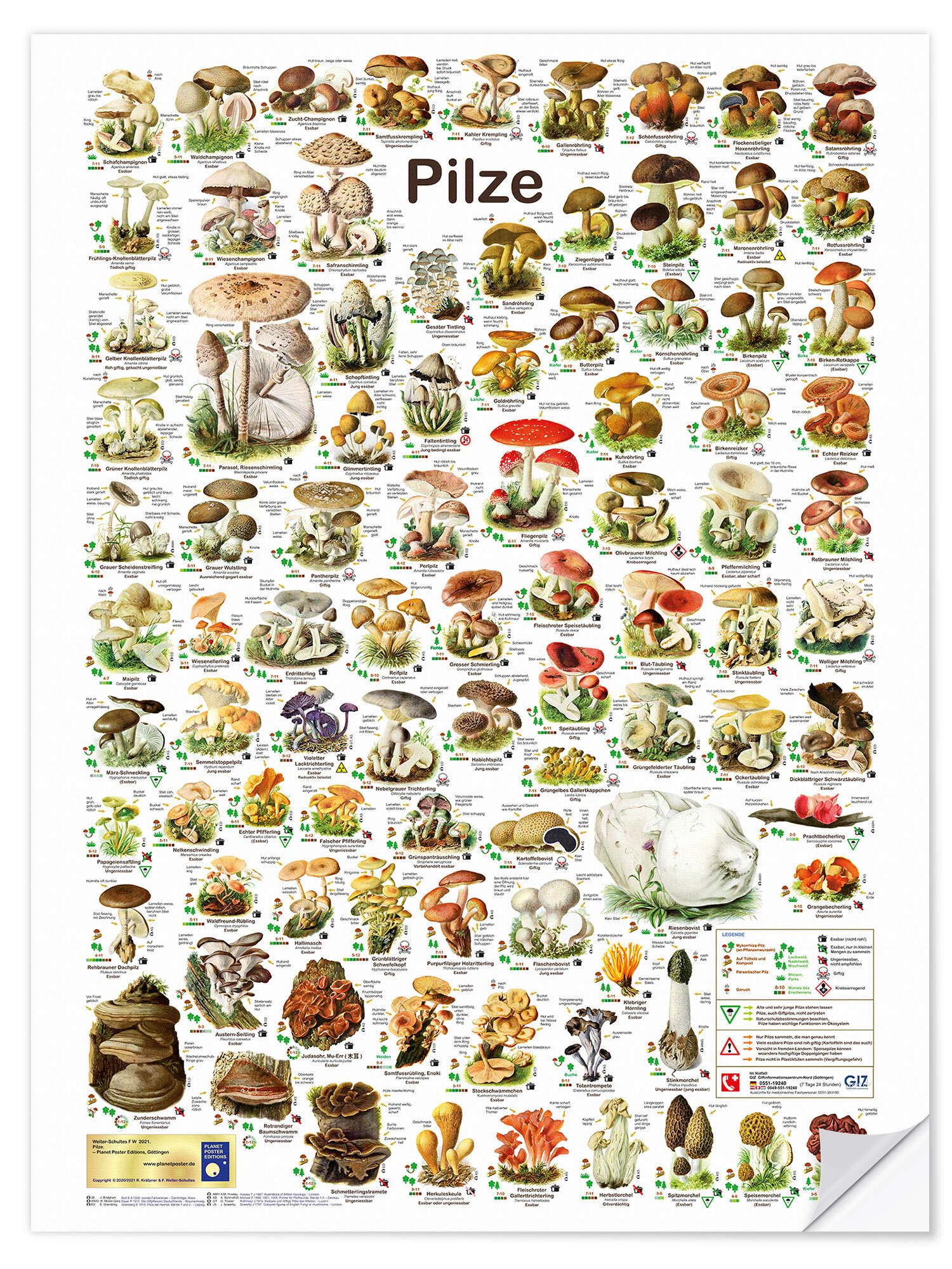 Posterlounge Плакат Planet Плакат Editions, Pilze, Klassenzimmer Vintage Illustration