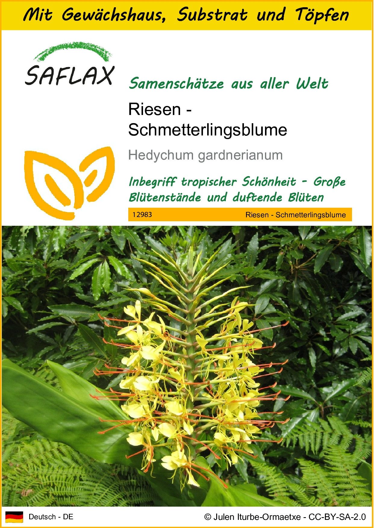 SAFLAX Blumensamen SAFLAX - Anzuchtset - Riesen - Schmetterlingsblume