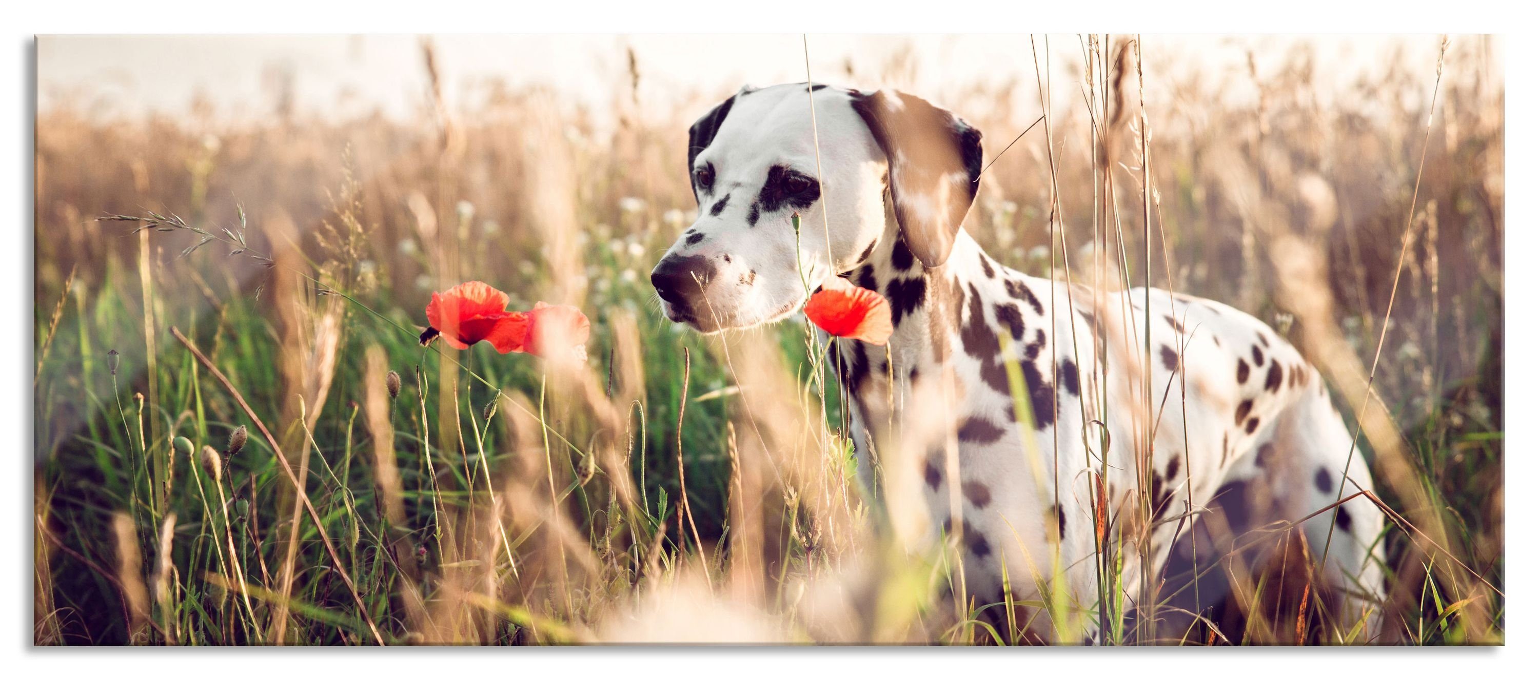 Pixxprint Glasbild Neugieriger Hund im Feld, Neugieriger Hund im Feld (1 St), Glasbild aus Echtglas, inkl. Aufhängungen und Abstandshalter