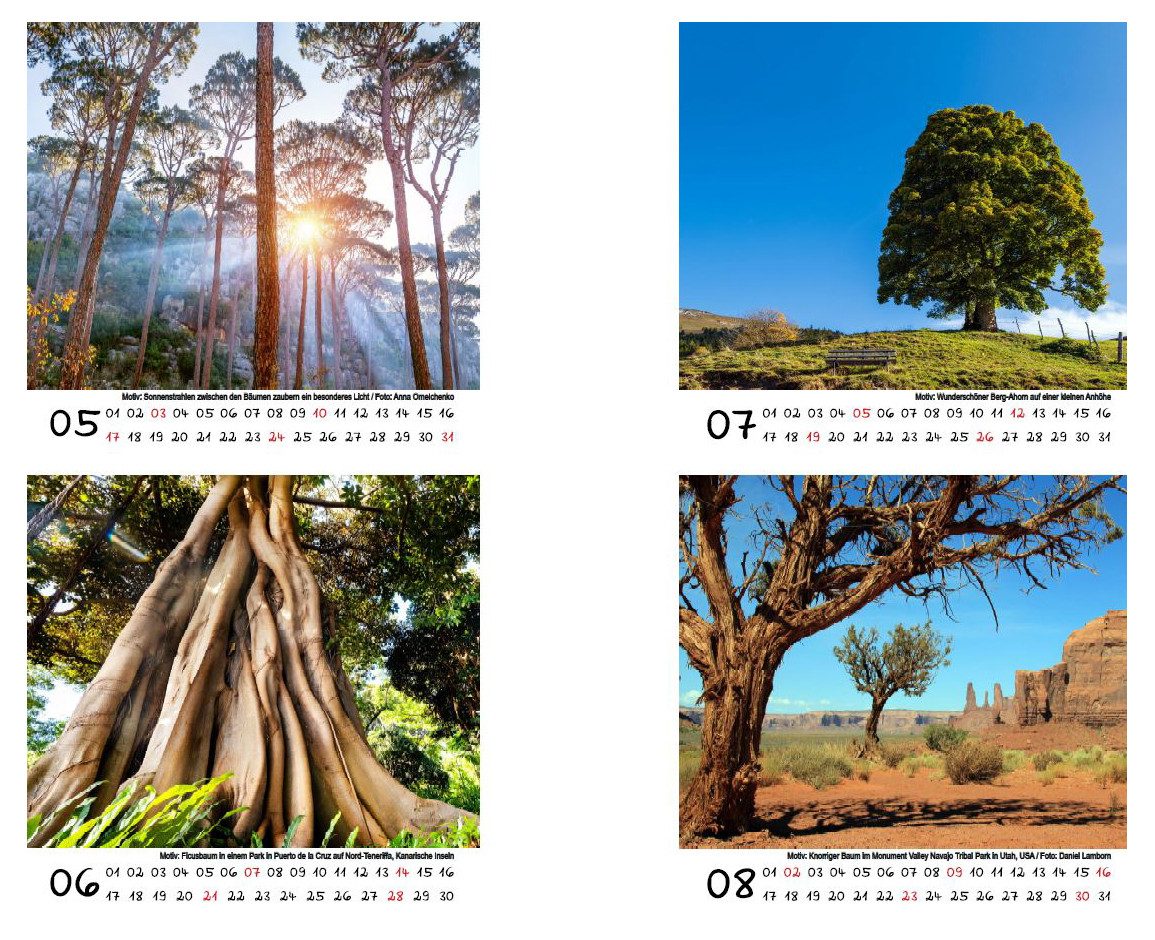 Seelenzauber Tischkalender Baumzauber Tischkalender 10cm x 10cm für 2026 Baum Bäume Wald