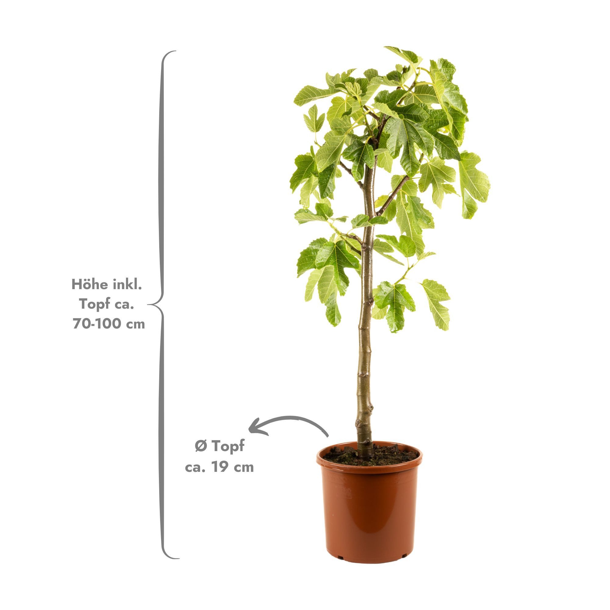 Meine Orangerie Feigenbaum Stämmchen - Ficus Carica "Bornholm" - Bornholmfe günstig online kaufen