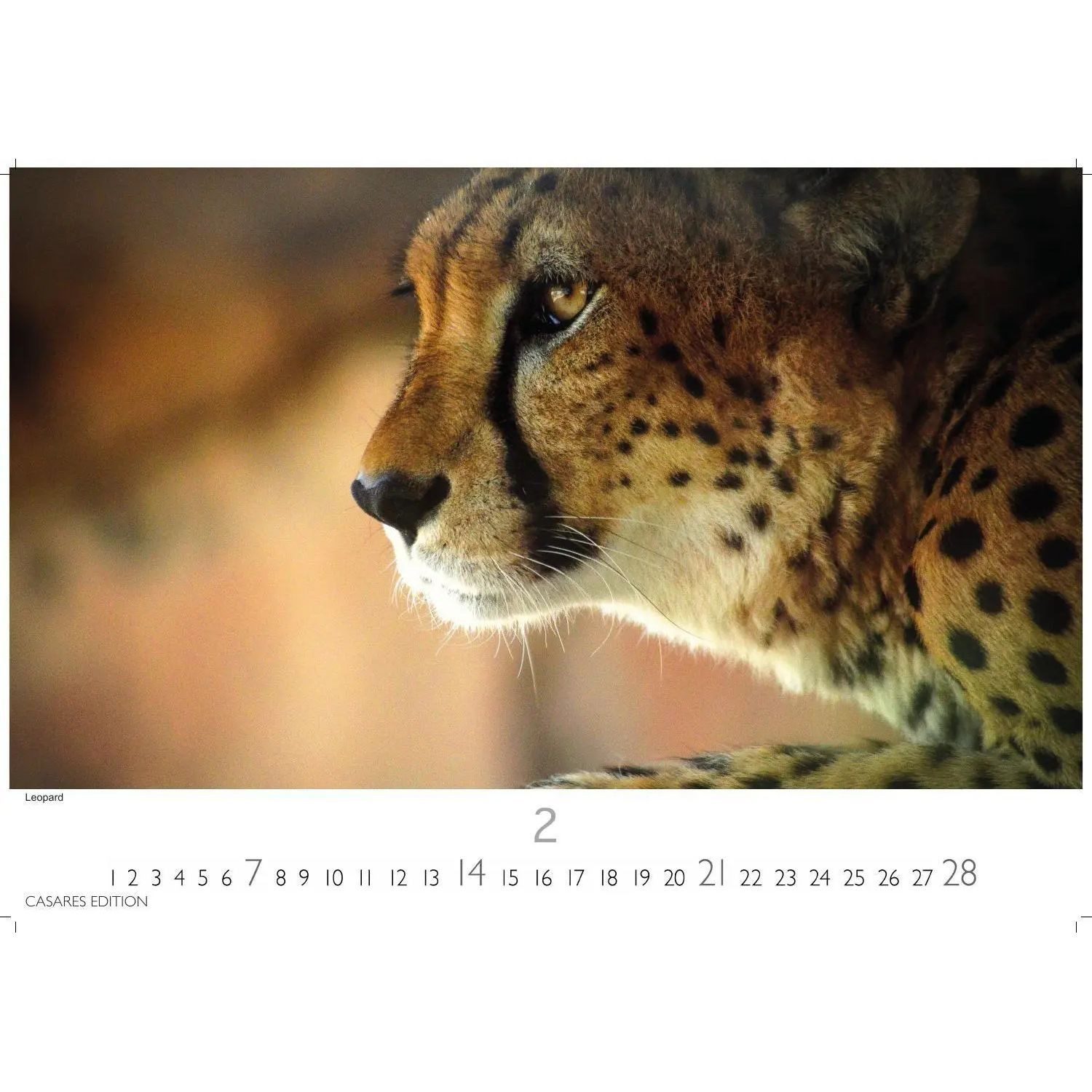 Wandkalender Big Cats Kalender 2027 - Wandkalender, Fotokalender Tierkalender...