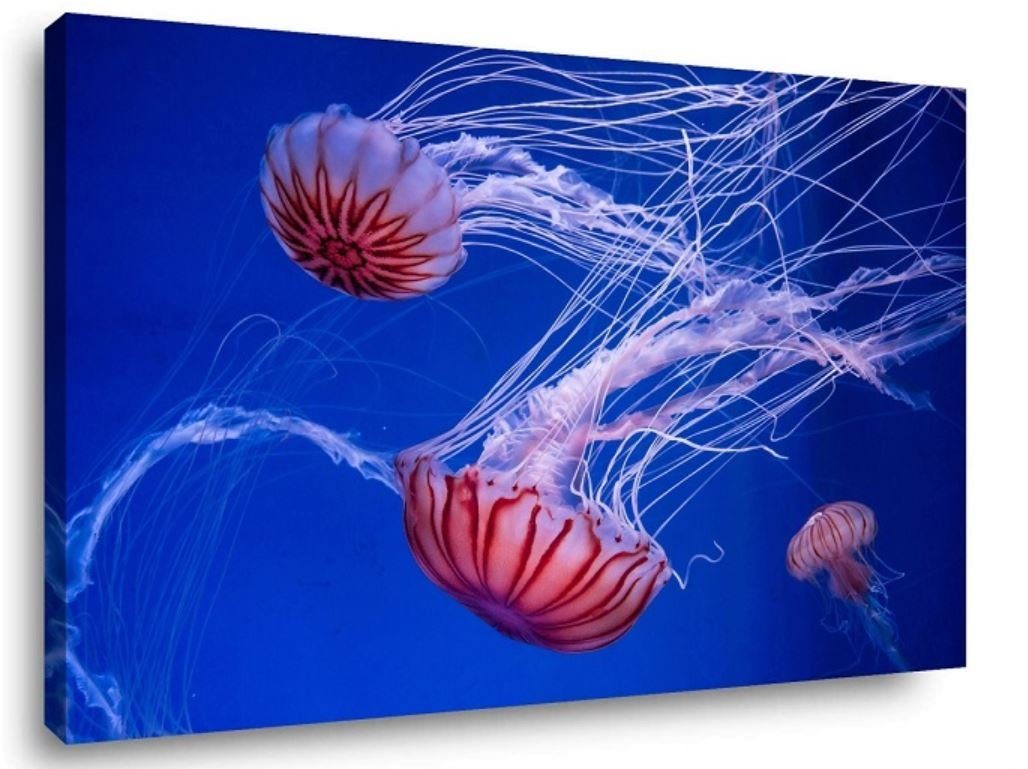 Visario Leinwandbild Wandbild auf Leinwand 80 günstig online kaufen