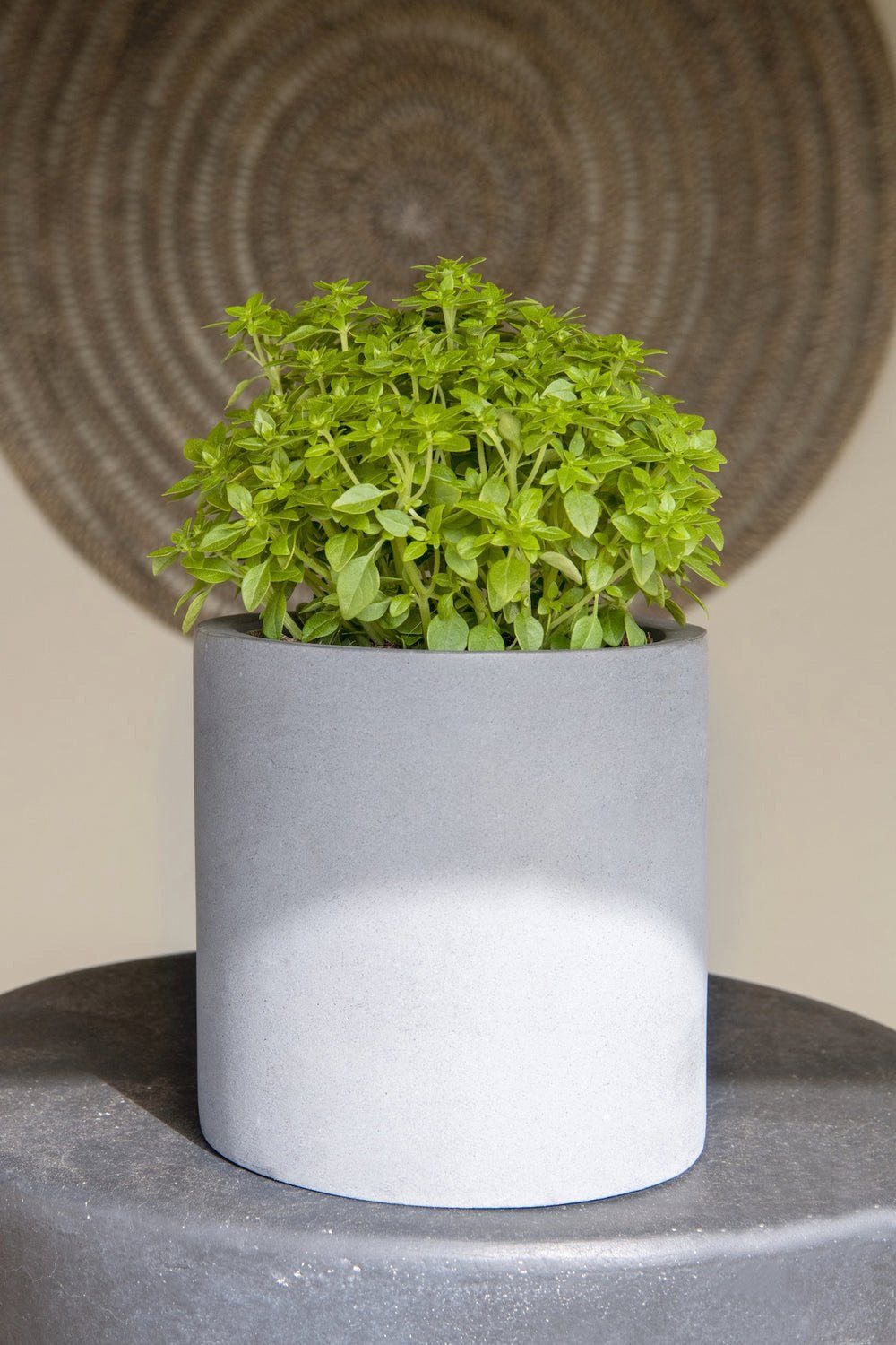 finestgreen Pflanzkübel Handgefertigtes Pflanzgefäß Mini Max günstig online kaufen