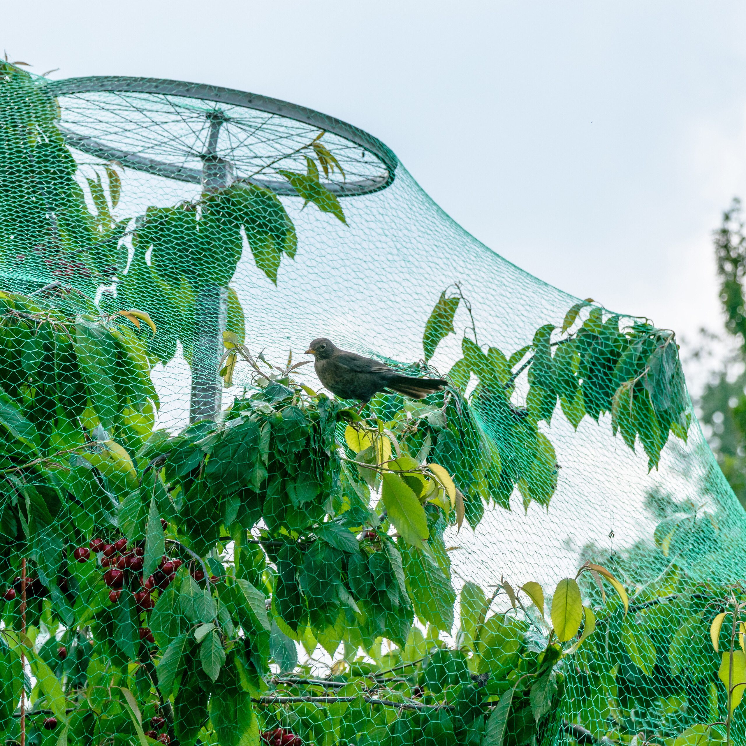 relaxdays Laubschutznetz Engmaschiges Vogelnetz 3er Set (3-St), 10 x 4 m