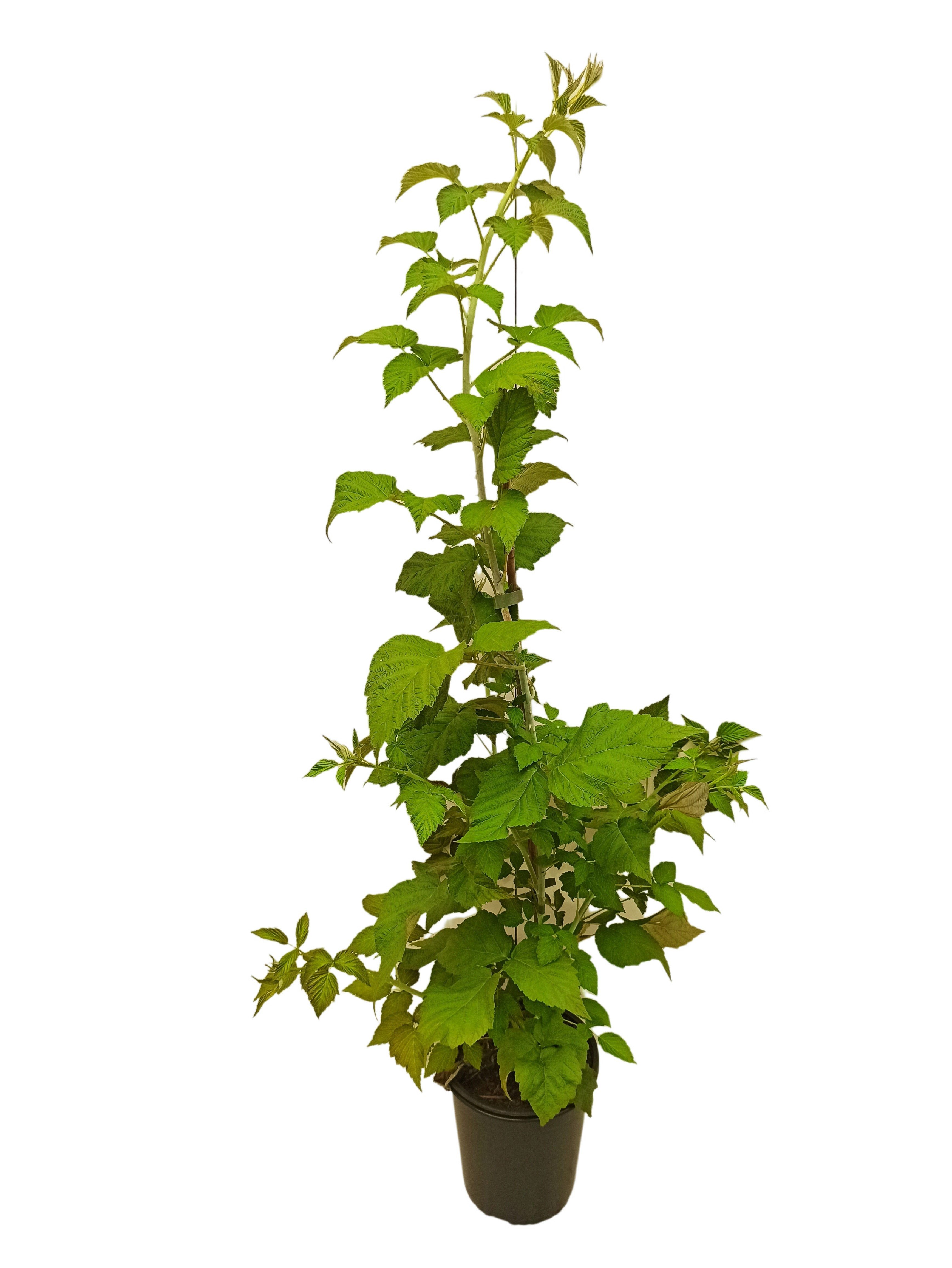 AMO Baumschulen Obstpflanze Schwarze Himbeere Black Jewel Beerenpflanze aromatisch ertragreich
