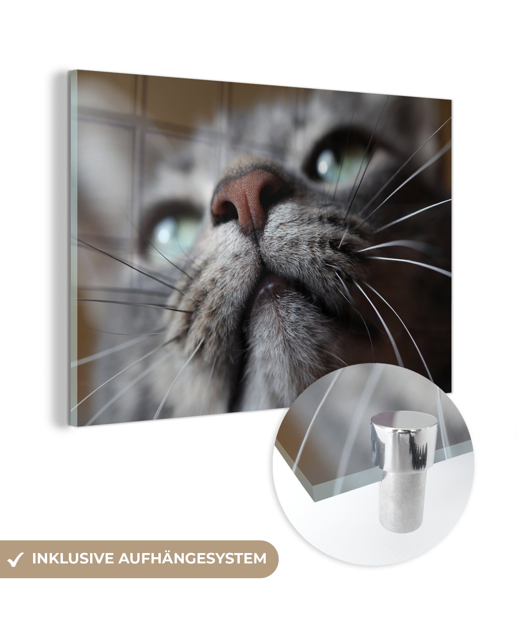 MuchoWow Acrylglasbild Katze - Nase - Schnurrhaare, (1 St), Acrylglasbilder Wohnzimmer & Schlafzimmer