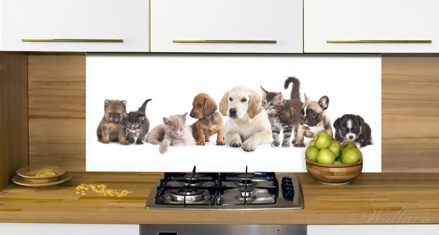und (1-tlg) Wallario Küchenrückwand Hundewelpen Katzenjunge,