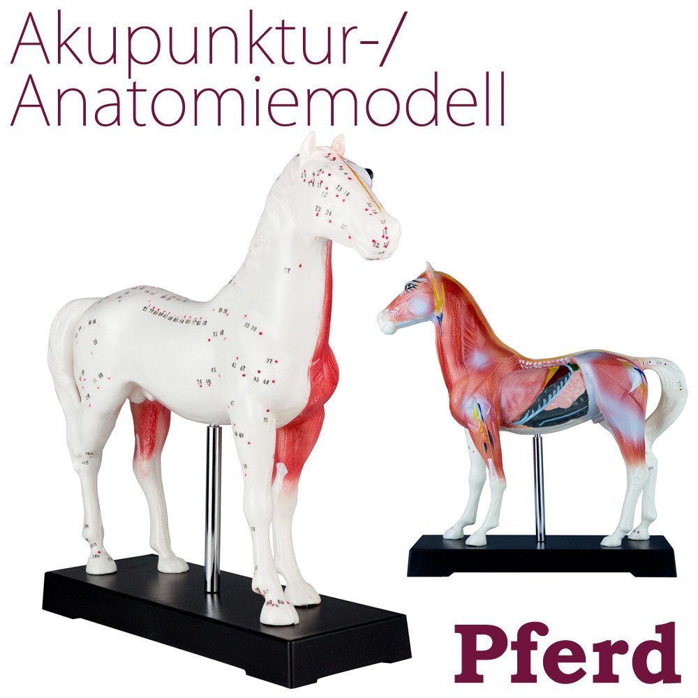 MedMod Dekoobjekt Akupunktur Anatomie Figur TCM Modell Pferd Tier Muskelmodell