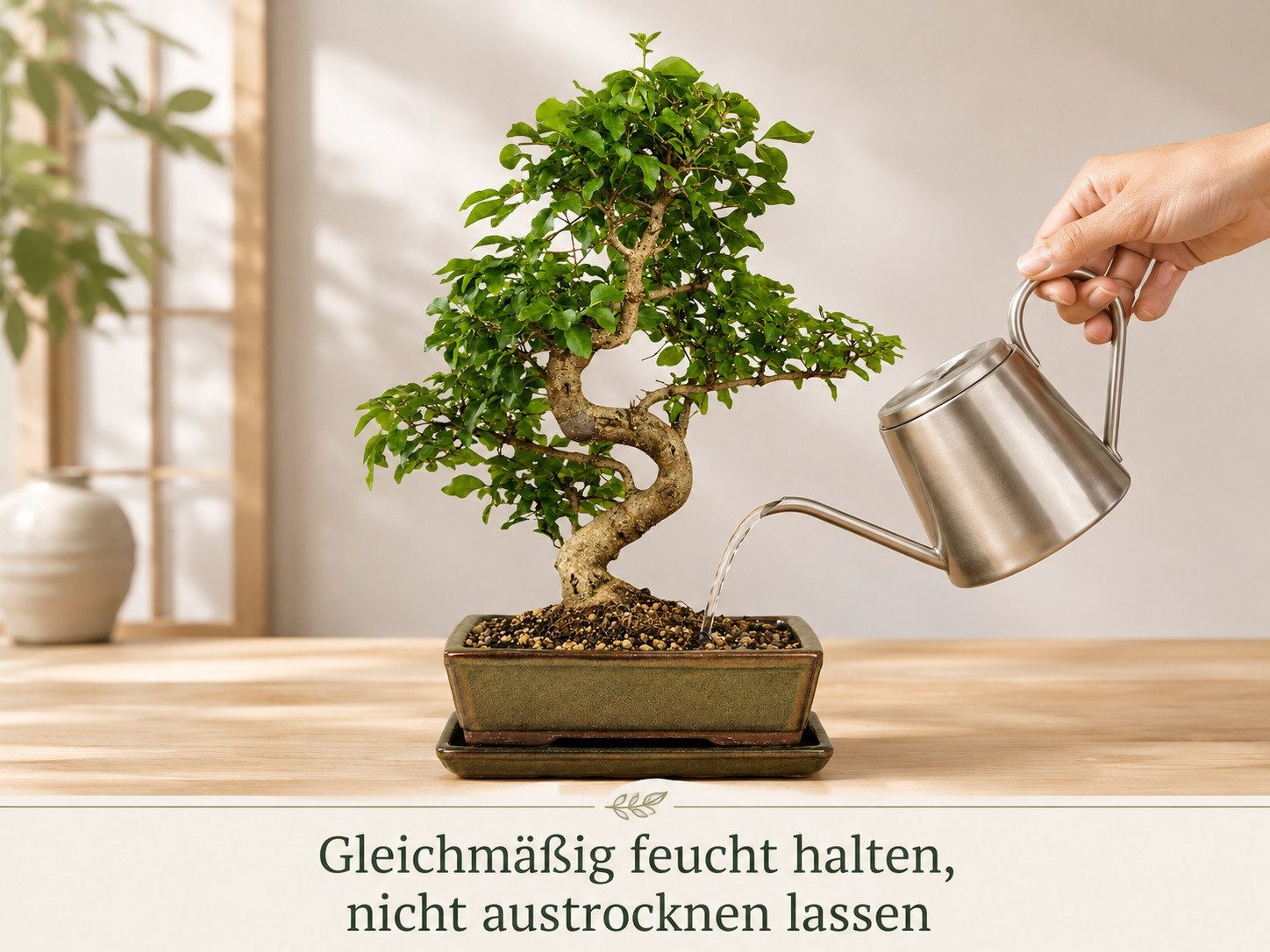 Genki-Bonsai Zimmerpflanze Bonsai Anfänger Set chinesischer Liguster Komplettset, 4-teiliges Bonsai-Komplettset für Einsteiger und Fortgeschrittene, immergrün,  – Bild 5 von 5