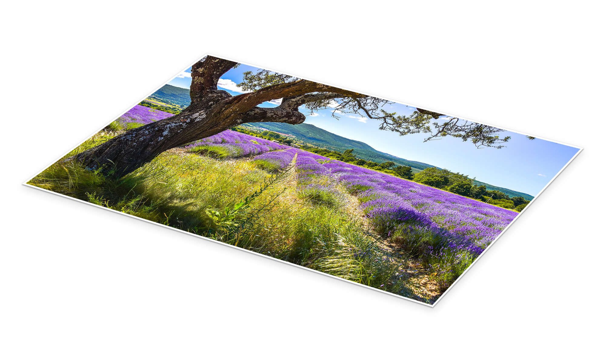 Posterlounge Wandbild Blick aufs Lavendelfeld, Jürgen Feuerer, erhältlich als Poster, Leinwandbild, Wandsticker oder Acrylglasbild