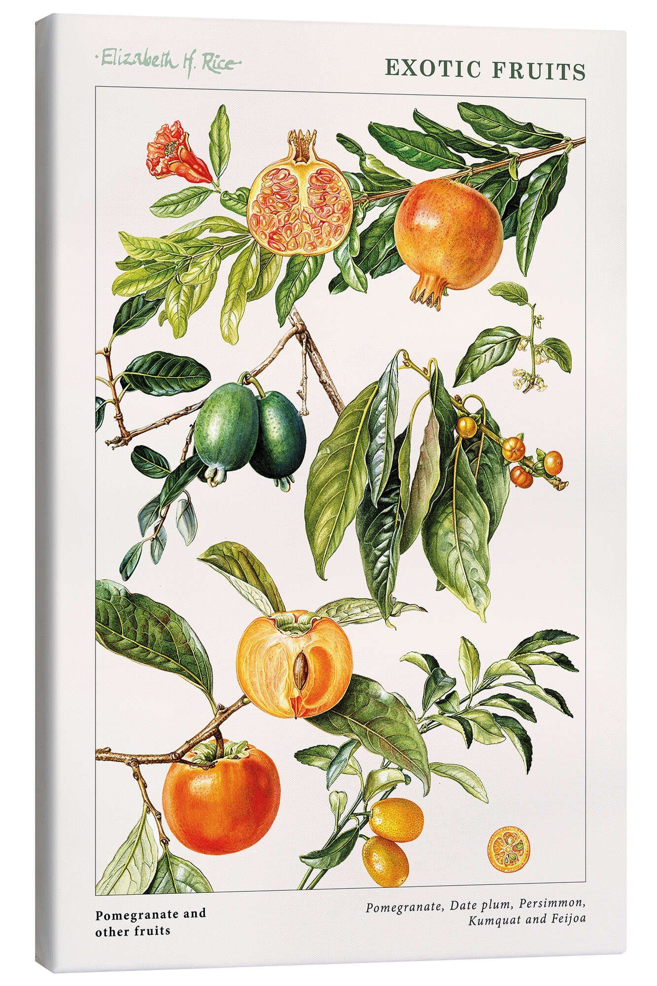 Posterlounge Wandbild Granatapfel und andere Früchte, Elizabeth Rice, erhältlich als Poster, Leinwandbild, Wandsticker oder Acrylglasbild
