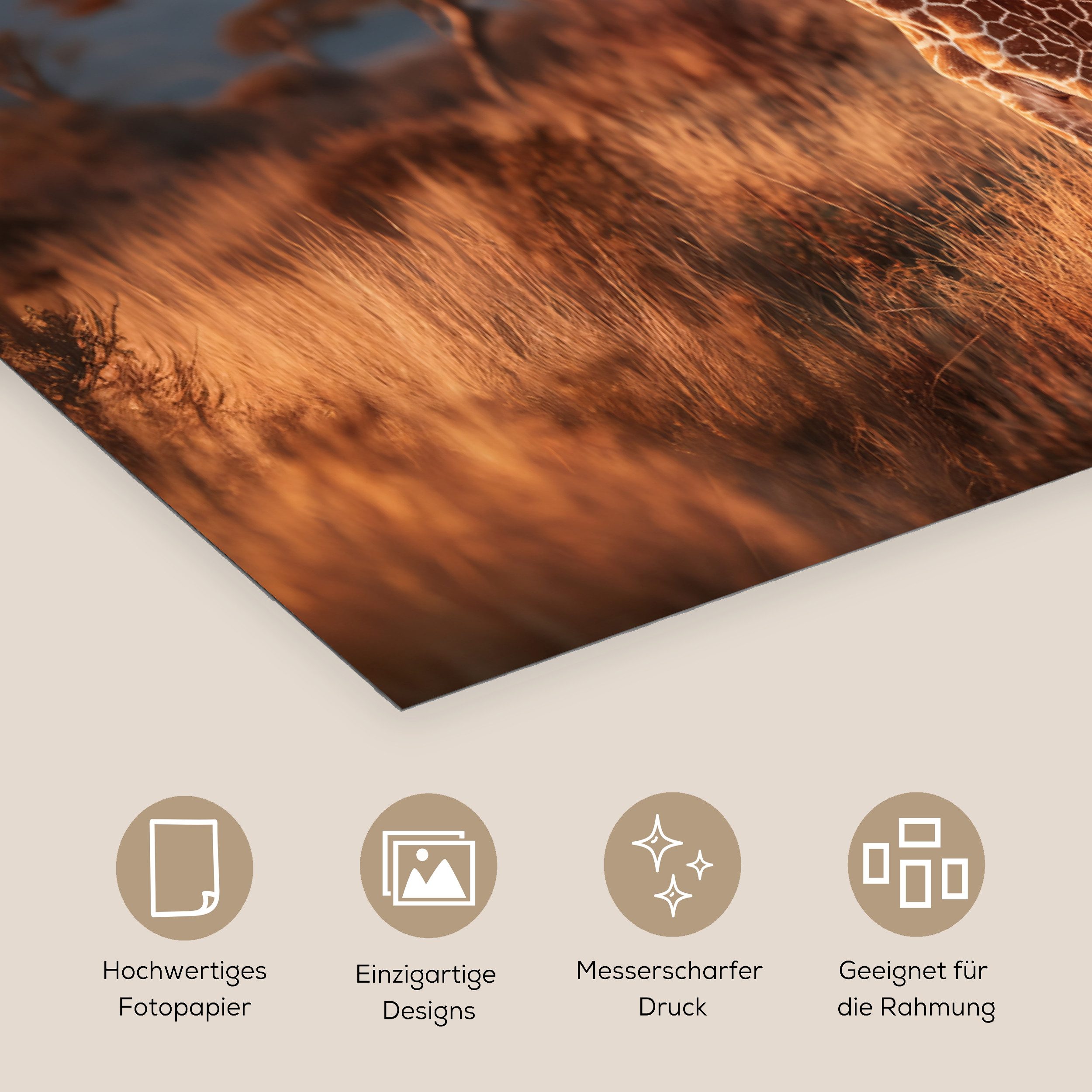 MuchoWow Poster Giraffen - Hohes Gras - Akazienbäume, (1 St), Poster ohne Rahmen, Wandbild, Wandposter, 30x20 cm – Bild 3 von 5