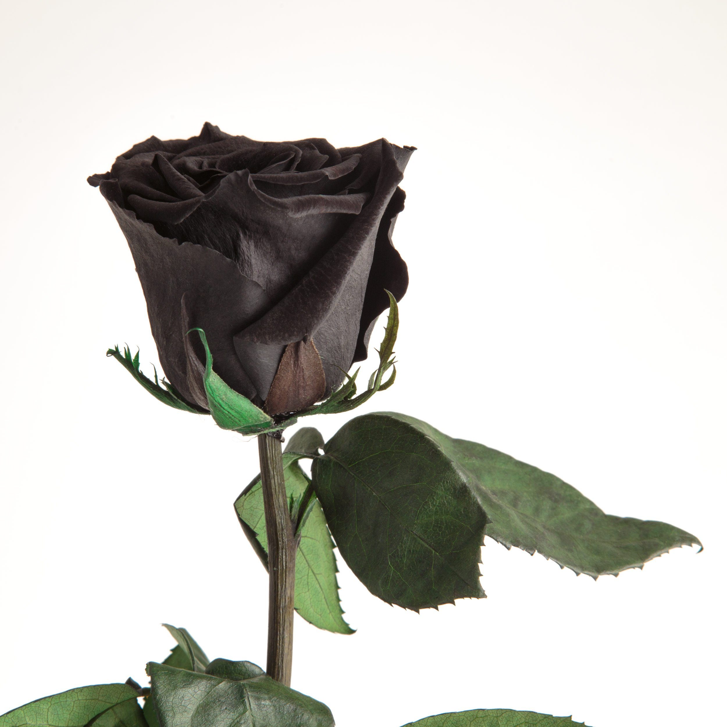 Kunstblume Ewige Rose konserviert mit Stiel günstig online kaufen