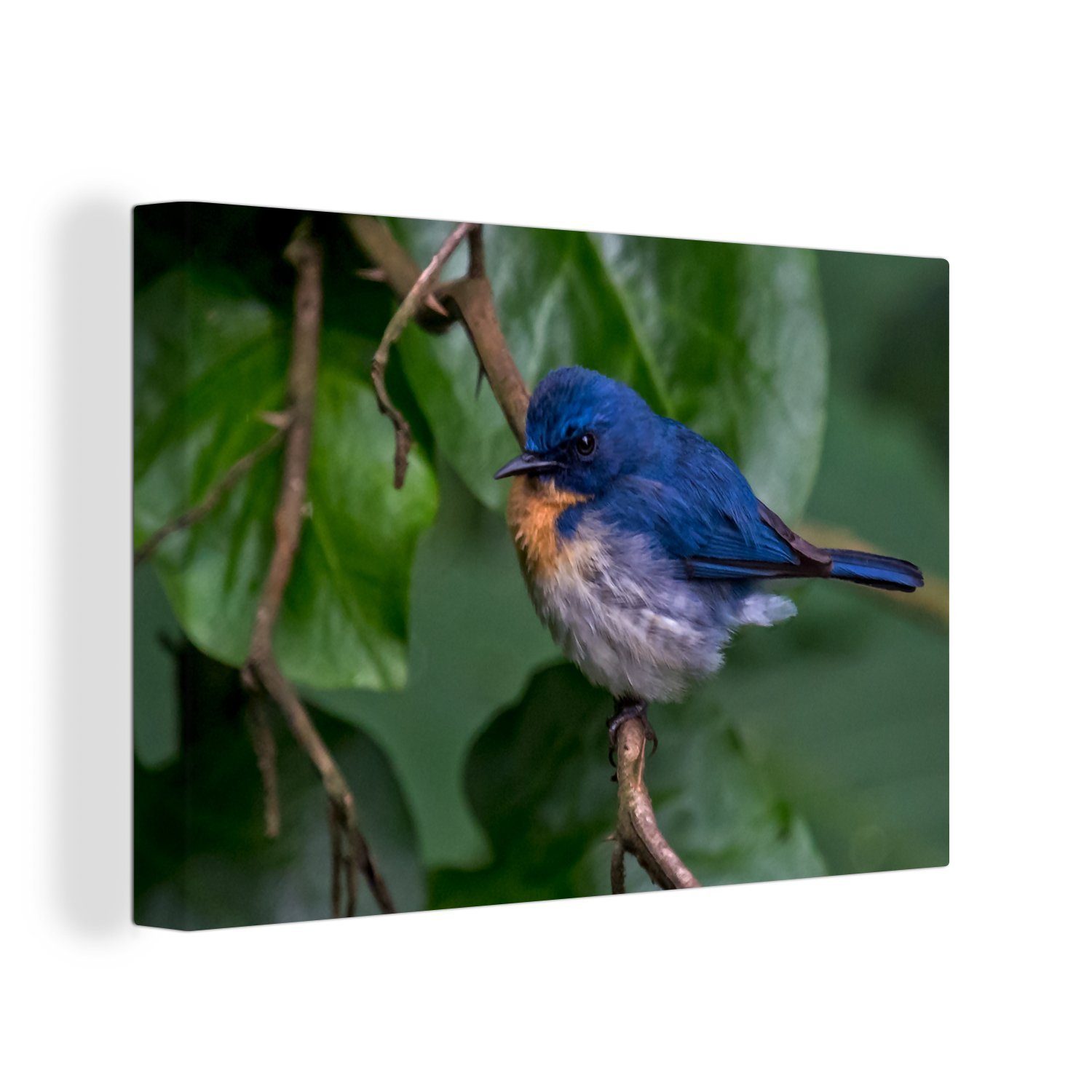 OneMillionCanvasses® Leinwandbild Ein Azurblauer Fliegenschnäpper zwischen den grünen Blättern, (1 St), Wandbild Leinwandbilder, Aufhängefertig, Wanddeko, 30x20 cm