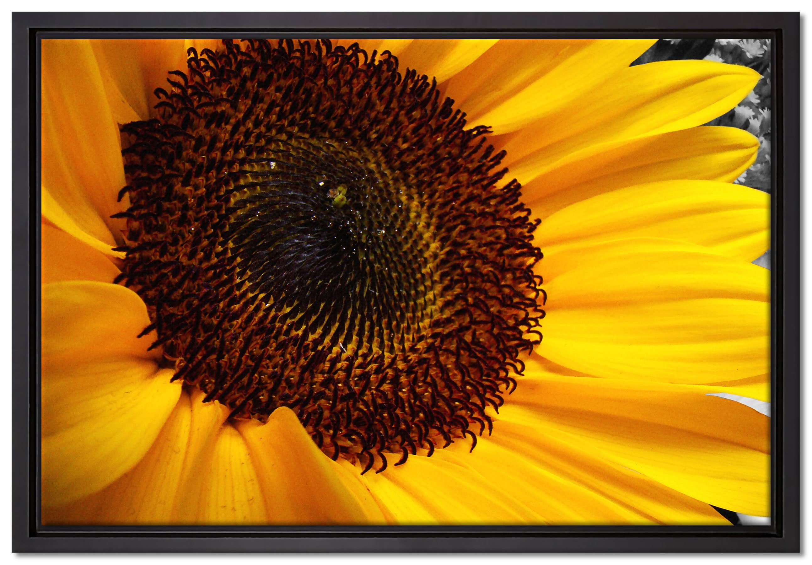 Pixxprint Leinwandbild große anmutige Sonnenblume, Wanddekoration (1 St), Leinwandbild fertig bespannt, in einem Schattenfugen-Bilderrahmen gefasst, inkl. Zackenaufhänger