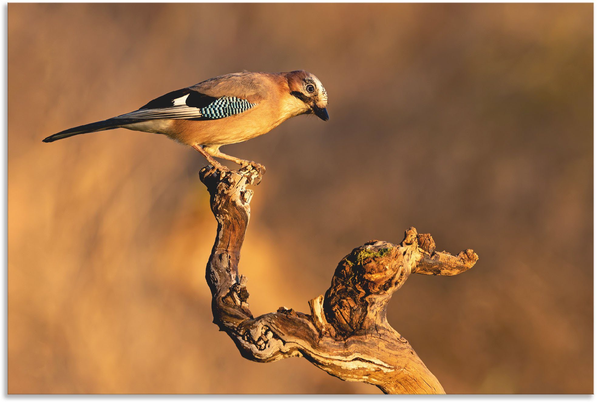 Artland Wandbild »Eichelhäher«, Vogelbilder (1 Stück), in vielen Größen & Produktarten - Alubild / Outdoorbild für den Außenbereich, Leinwandbild, Poster, Wandaufkleber / Wandtattoo auch für Badezimmer geeignet-Otto